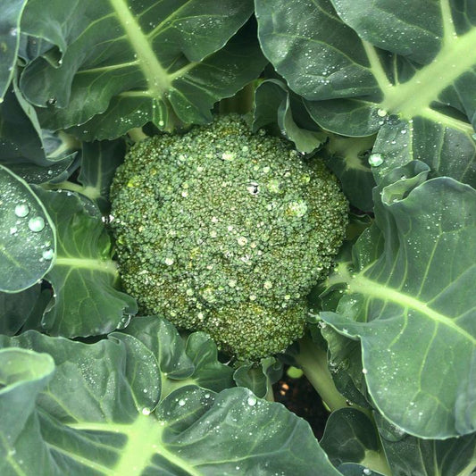 How to Care for Broccoli: A Guide to Growing Healthy Heads