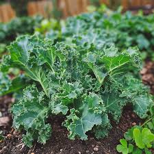How to Care for Kale in Charlotte, NC: A Guide to Growing This Superfood