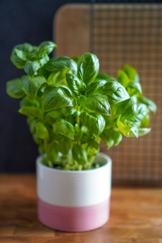 How to Care for Basil in Charlotte, NC