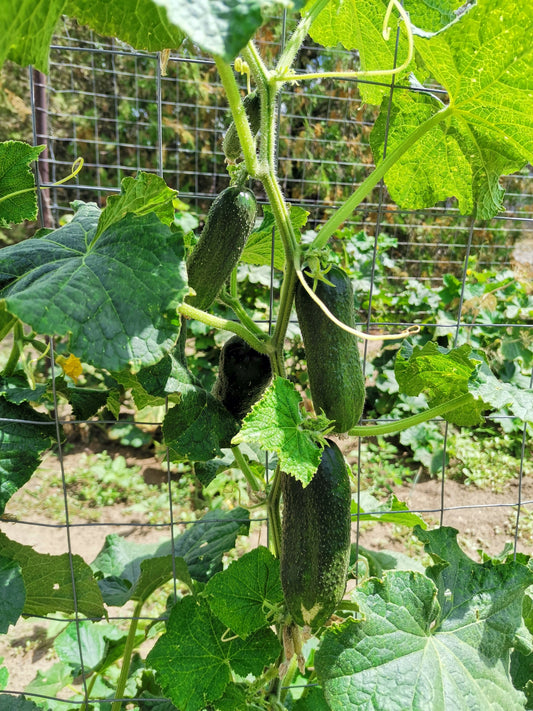 How to Care for Cucumbers: Tips for Crisp, Delicious Harvests