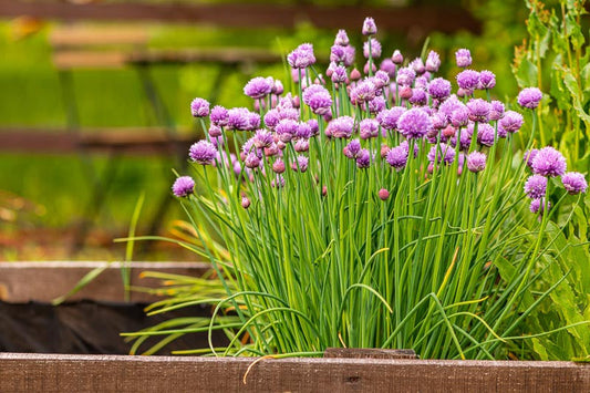How to Care for Chives in Charlotte, NC