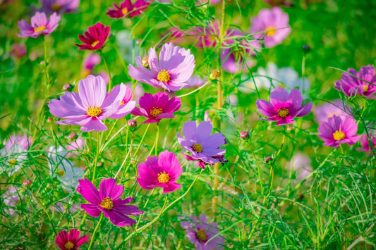 How to Care for Cosmos Flowers in Charlotte, NC