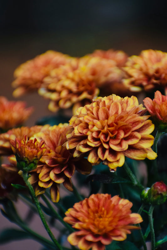 How to Care for Marigolds: A Complete Guide for Beautiful Blooms