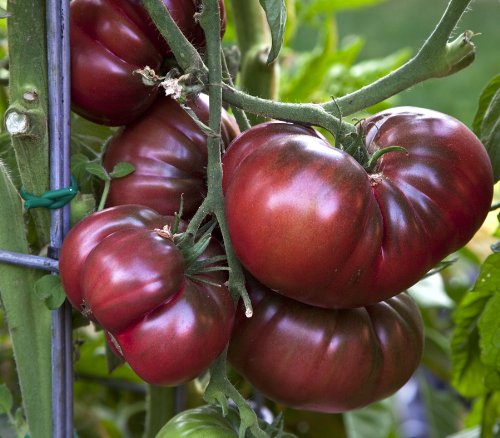 Black Krim Tomatoes