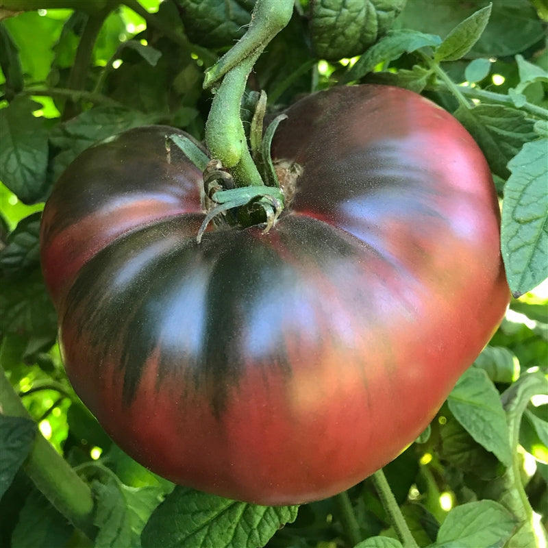 Cherokee Purple Tomatoes