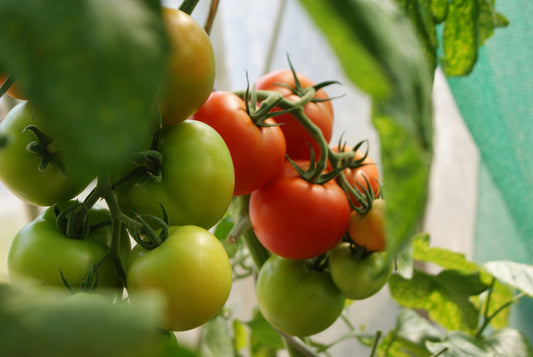 Brandywine Tomato