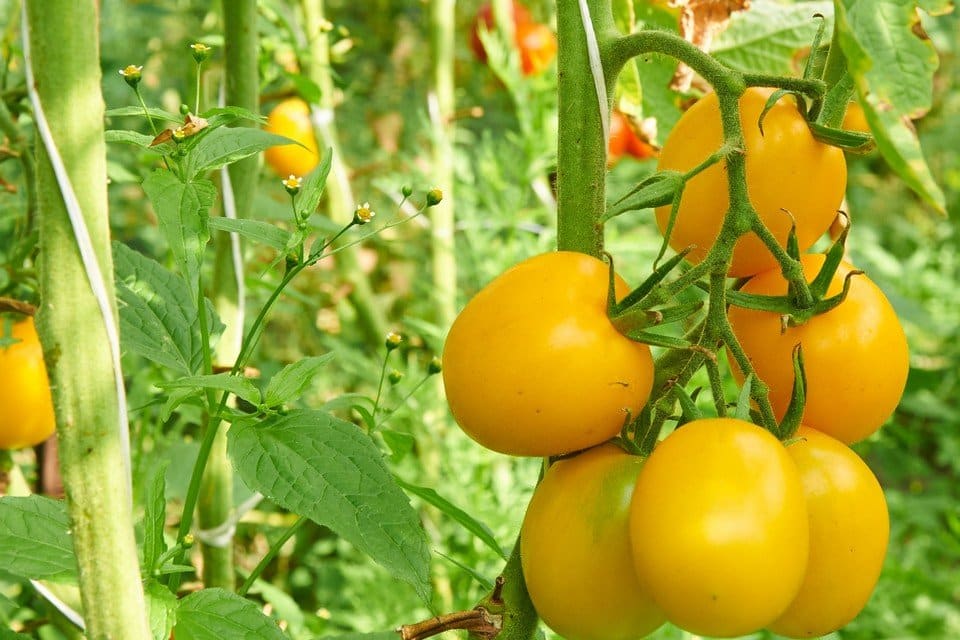 Golden Jubilee Tomatoes