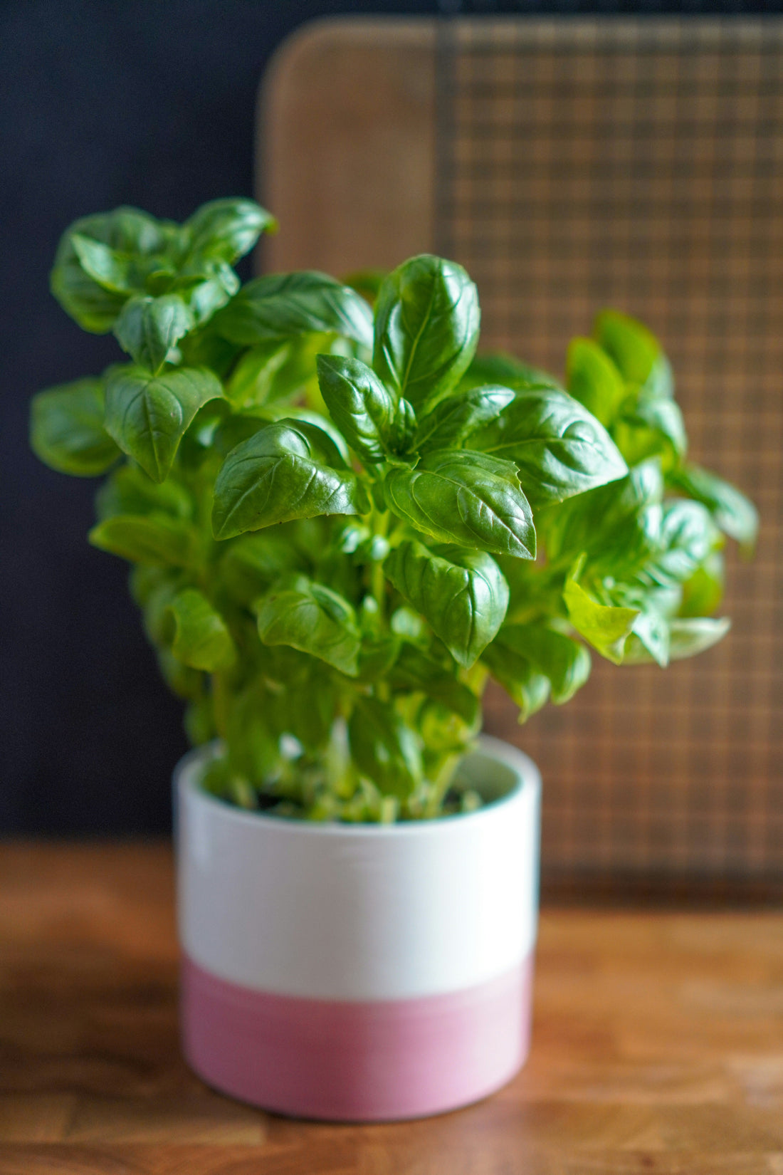 How to Care for Basil in Charlotte, NC