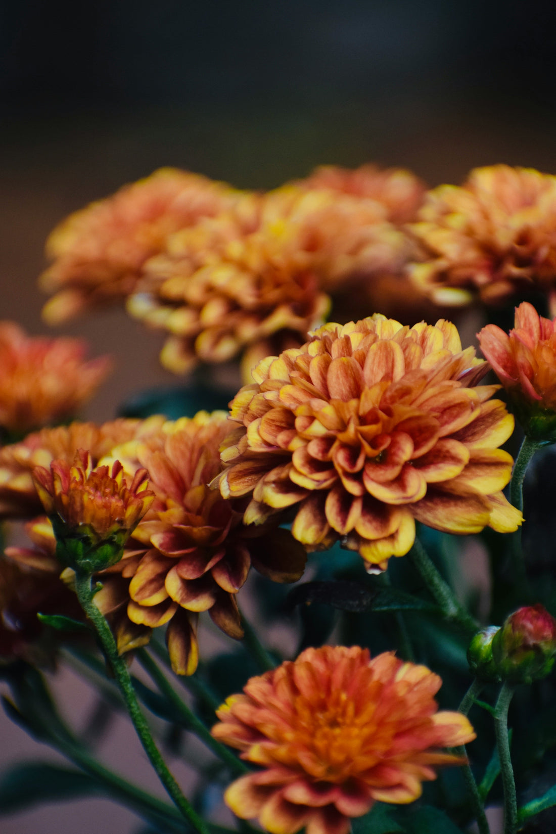 How to Care for Marigolds: A Complete Guide for Beautiful Blooms