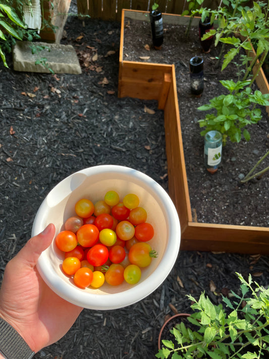Rainbow Cherry Tomatoes