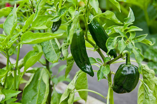 Poblano Peppers
