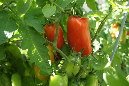 San Marzano Tomatoes