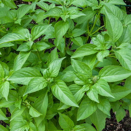 Lemon Basil
