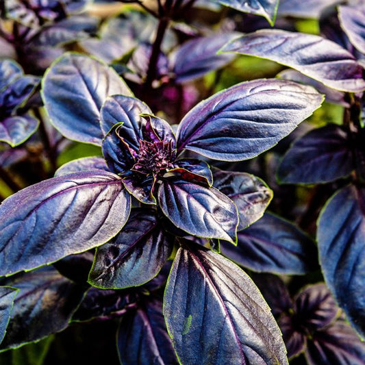Opal Basil