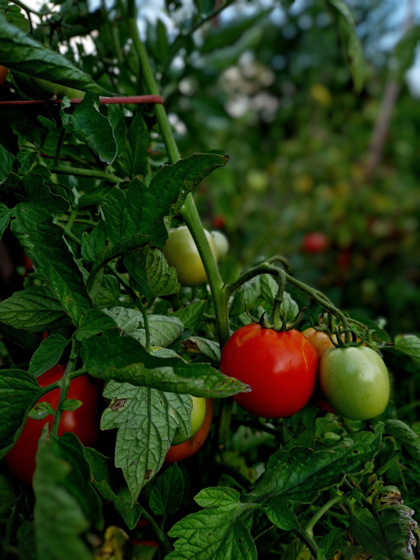 Tomato Growing Service – Charlotte Area Only