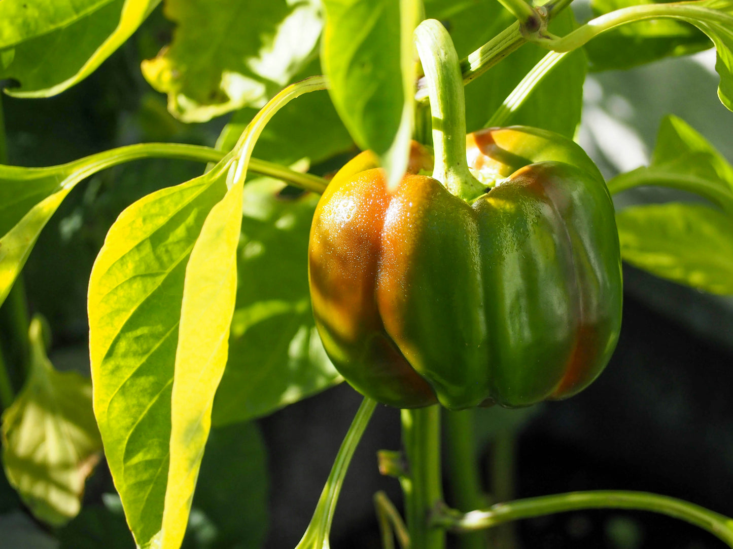Bell Peppers