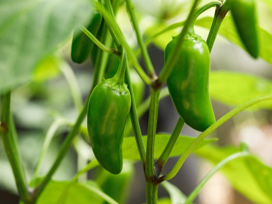 Jalapeño Peppers