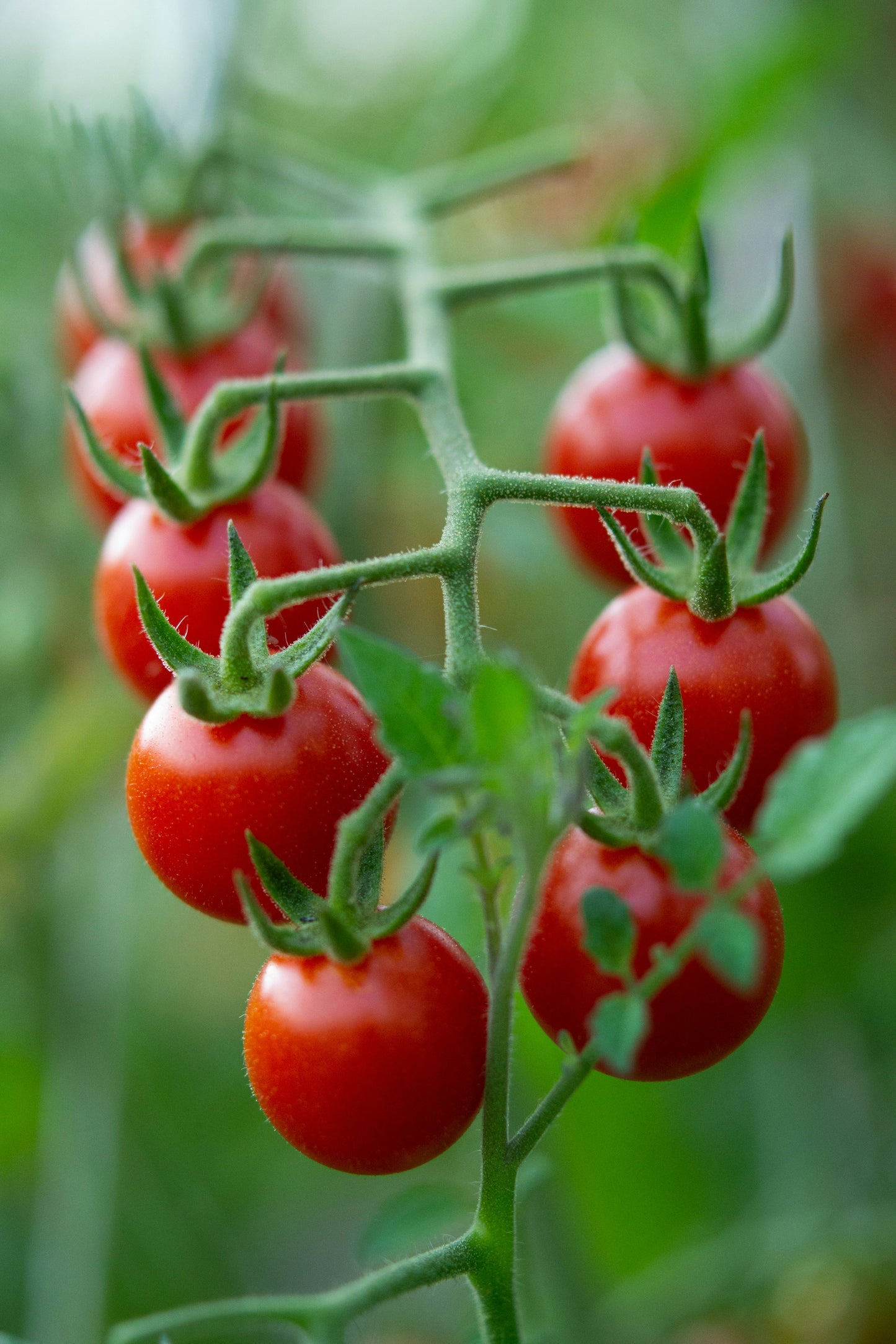 Cherry Tomatoes