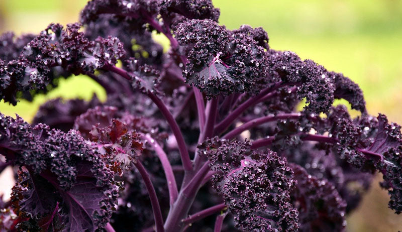 Vegetable Plant Growing Service – Charlotte Area Only