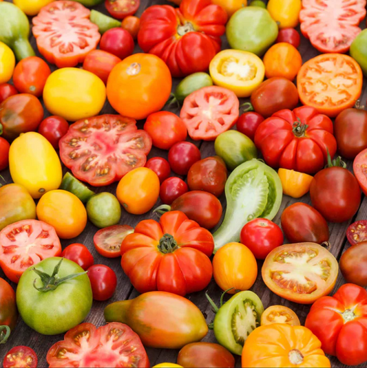 Rainbow Heirloom Tomato Plant