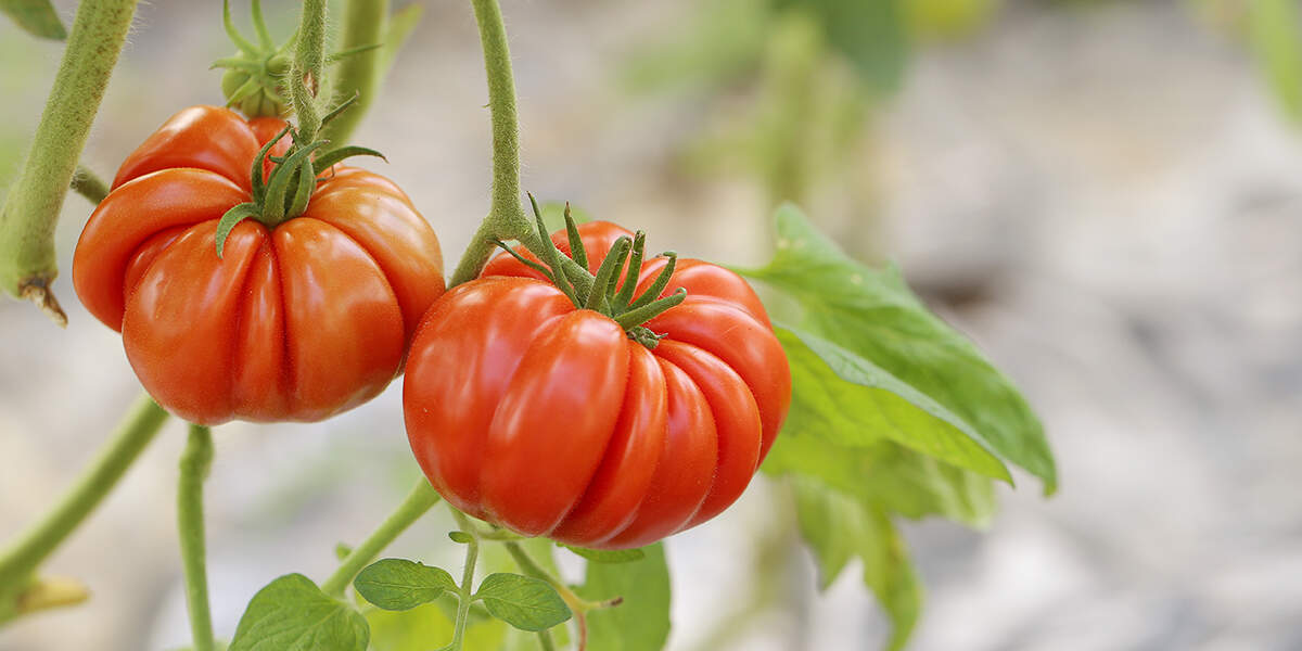 Tomato Growing Service – Charlotte Area Only